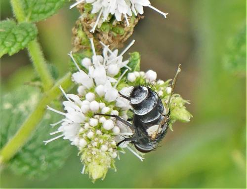 Onychogonia flaviceps